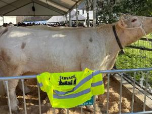 Controladores de acceso y seguridad para eventos multitudinarios en Vizcaya
