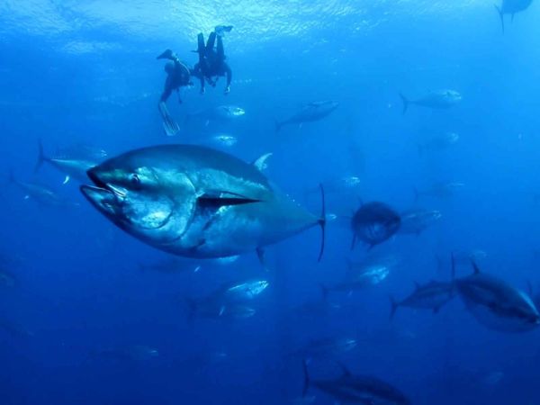 Nàutic Parc: Eventos Corporativos y Team Building en un Entorno Natural