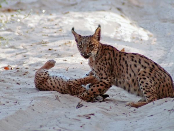 SUR THE LIFE EXPERIENCE